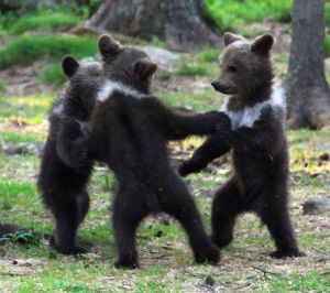 dancing cubs